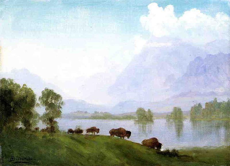 Albert Bierstadt Buffalo Country oil painting picture